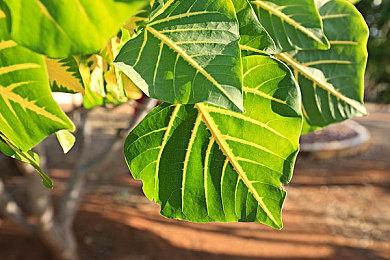 T组招聘多个相关职位 独立的《使命召唤》僵尸游戏或成真